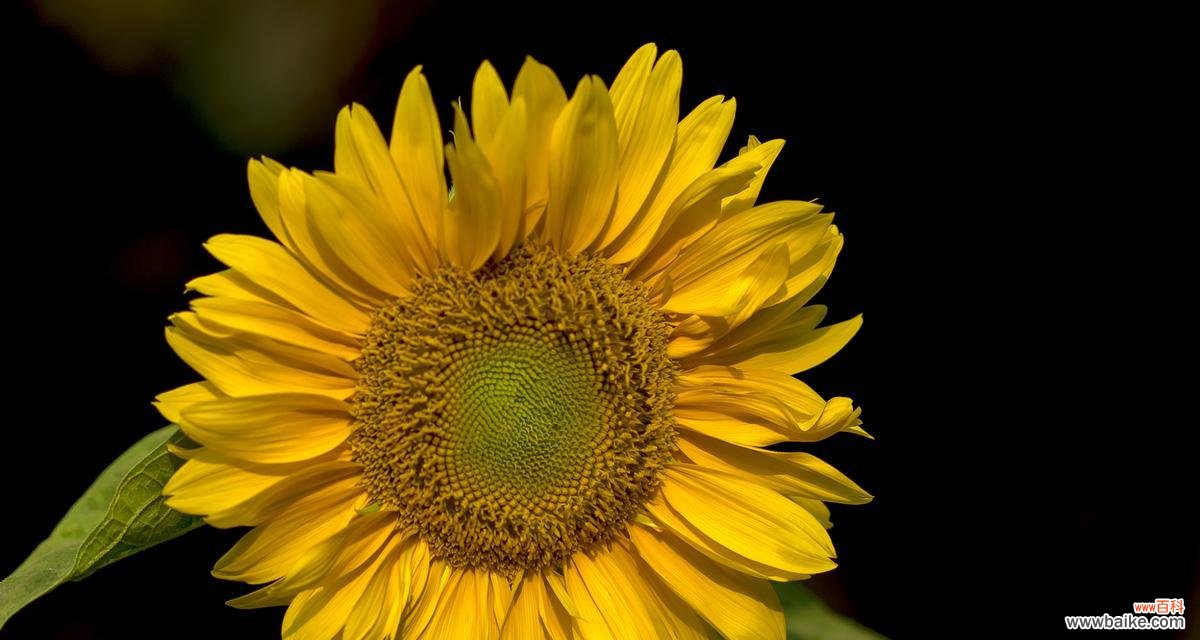 用向日葵的花语传递阳光的力量 向日葵的花语与寓意——阳光般的希望与坚强