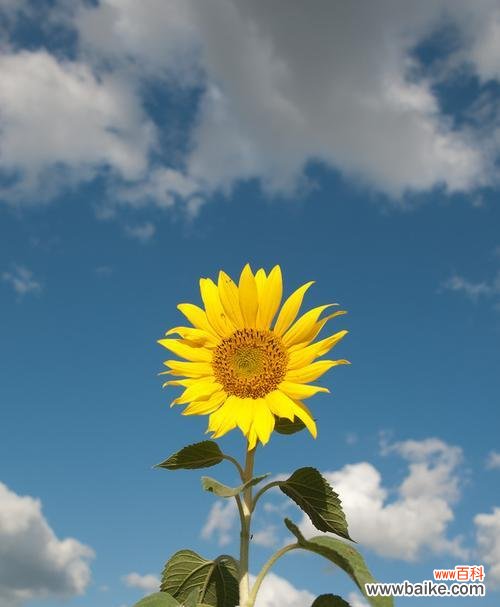 阳光、坚持与希望的化身——向日葵的心灵启迪 向日葵的象征意义与寓意