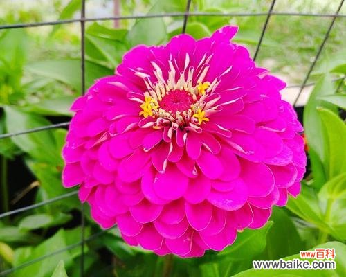 探秘百日草的花语和美丽含义 百日草的花语及其象征意义