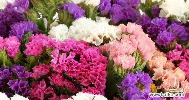 探究以补血草为主题的花语和其象征的意义 补血草花语之寓意与象征