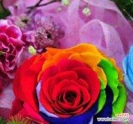 彩虹玫瑰花语的含义与传承 彩虹玫瑰的花语