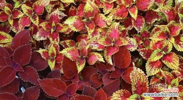 揭示彩叶草的神秘花语 彩叶草的花语与寓意