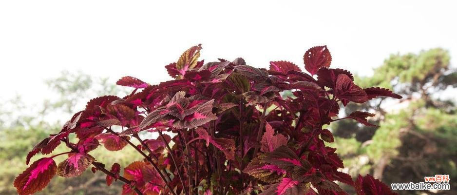 揭开彩叶草背后的秘密 彩叶草花语的深意