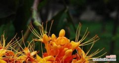 探索半冠树的独特之处与生态功能 半冠树