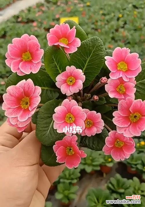 传递希望与复苏的美丽之花 报春花的寓意与象征