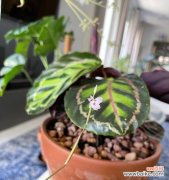 豹纹竹芋花语的含义及象征 豹纹竹芋的花语——勇敢无畏