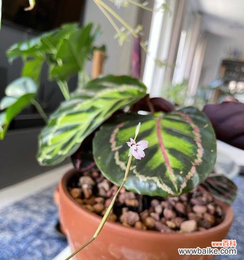 豹纹竹芋花语的含义及象征 豹纹竹芋的花语——勇敢无畏