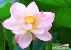 美丽并蒂莲花的寓意与象征 并蒂莲的花语与寓意