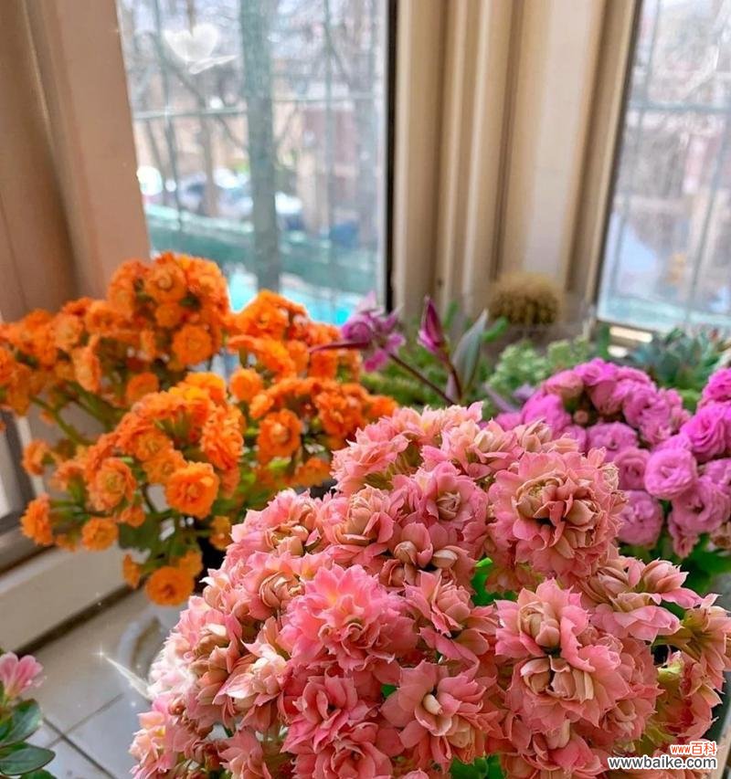 揭秘长寿花的神奇力量 长寿花的花语、功效与价值