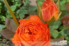 探寻橙色月季花的意义与象征 橙色的月季花