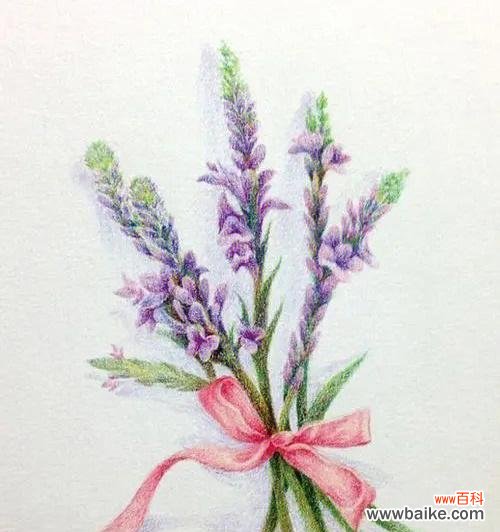 暗示救赎的花语是什么意思?康乐果的花语又是什么?