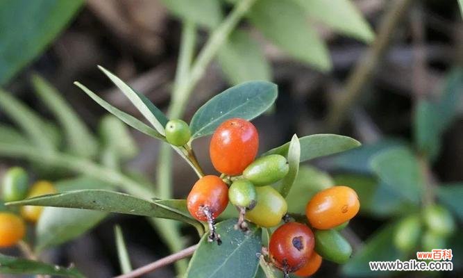 暗示救赎的花语是什么意思?康乐果的花语又是什么?