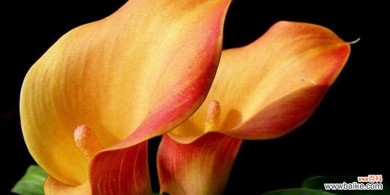 海神王的花语是什么花？它有什么特别的含义吗？