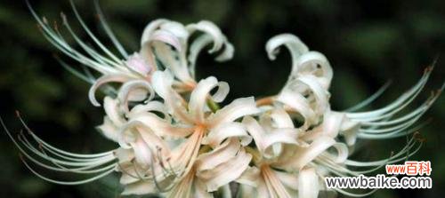 海神王的花语是什么花？它有什么特别的含义吗？