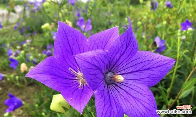 紫色梗结花的花语大全是什么?紫色梗结花代表什么?