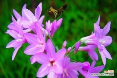 紫色梗结花的花语大全是什么？紫色梗结花代表什么？