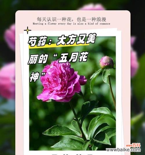 哪种花的花语是？花语通常表达什么情感？