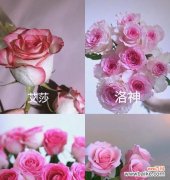 52朵芭蕾玫瑰花的寓意是什么？