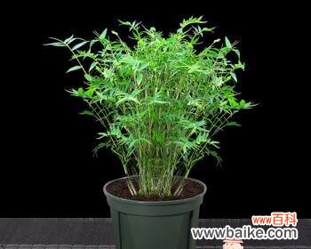 米竹的花语是什么？米竹的养护技巧是什么？