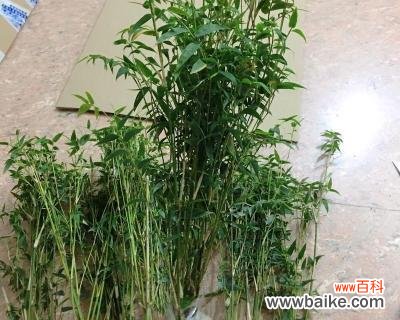 米竹的花语是什么？米竹的养护技巧是什么？