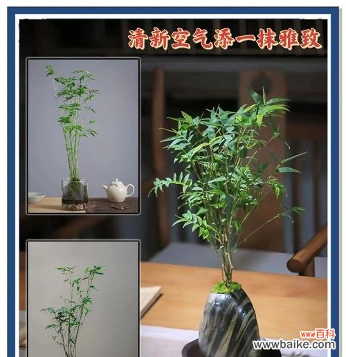 米竹的花语是什么？米竹的养护技巧是什么？