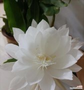 昙花的花语有何深意？