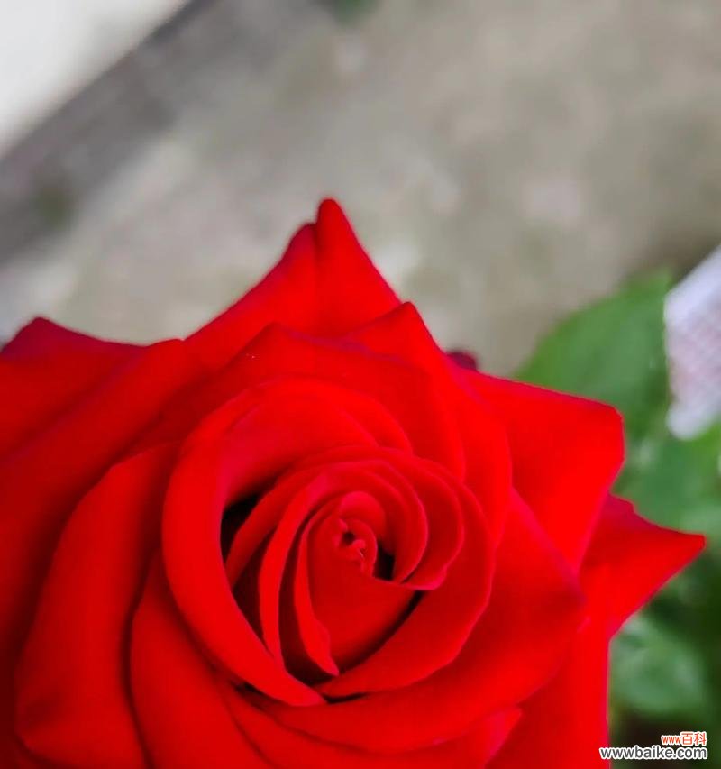 永远绽放的花象征着什么？这种花的花语有何深意？