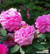 永远绽放的花象征着什么？这种花的花语有何深意？