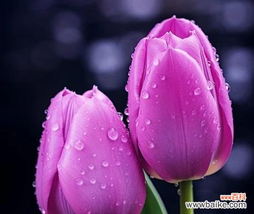 永远绽放的花象征着什么？这种花的花语有何深意？