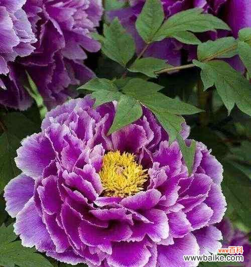 四季吉祥花语有哪些?它们分别代表什么?