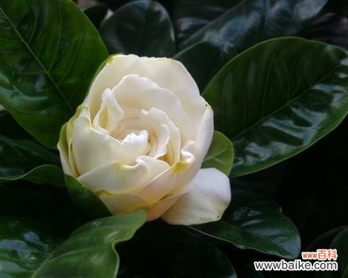 花语象征着新生的花朵是什么?永远的白月光花语是什么?