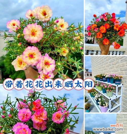 太阳花日出的花语代表了什么？
