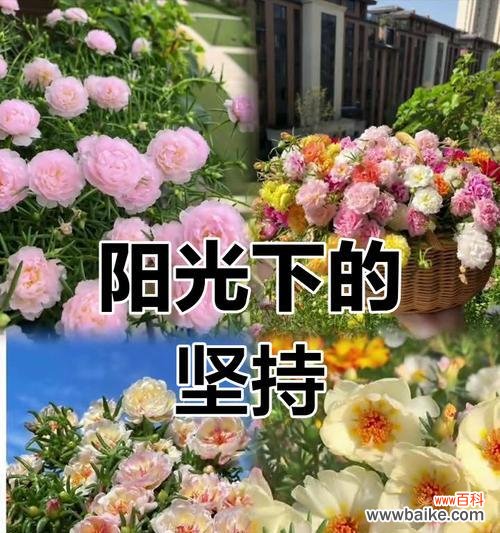 太阳花日出的花语代表了什么？
