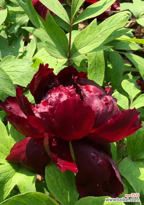 金红色牡丹花的花语是什么？它象征着什么？