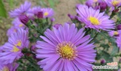 紫色梗结花花语是什么花？紫色梗结花有何含义？