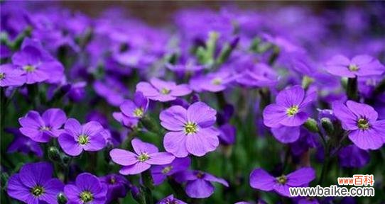 紫色梗结花花语是什么花？紫色梗结花有何含义？