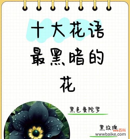 干枯红玫瑰花的花语有何特别之处？