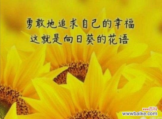 夜景花语有何寓意？