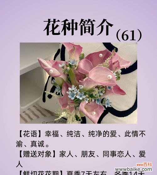 被坚定的选择是什么花语?哪种花代表了坚定的承诺?