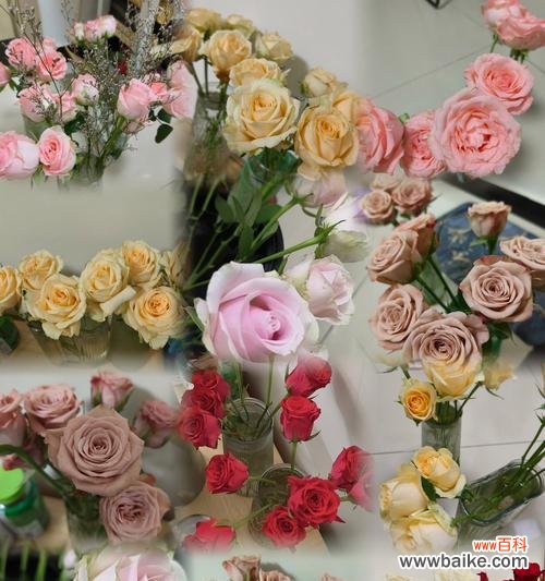 被坚定的选择是什么花语?哪种花代表了坚定的承诺?