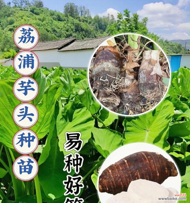 芋的花语和寓意是什么？