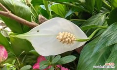 芋的花语和寓意是什么？