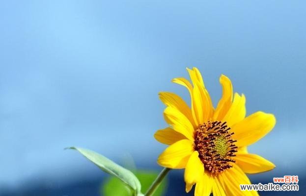 阳光的化身与永恒的爱 向日葵花的寓意与花语