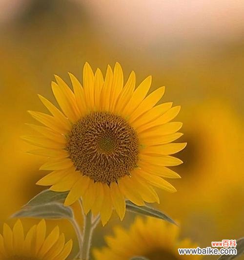 阳光的化身与永恒的爱 向日葵花的寓意与花语