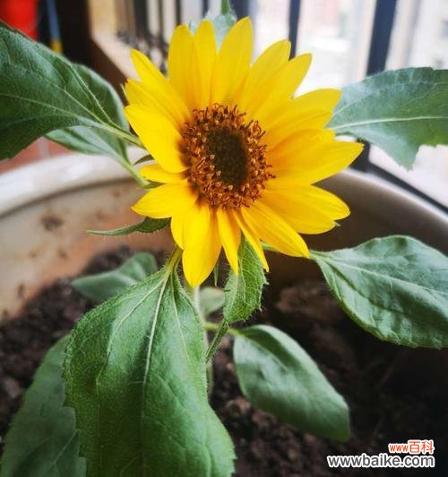 探索向日葵花的隐喻与生命力的奥秘，借鉴其品质来获得灵感 向日葵花的象征意义及其生命力的启示