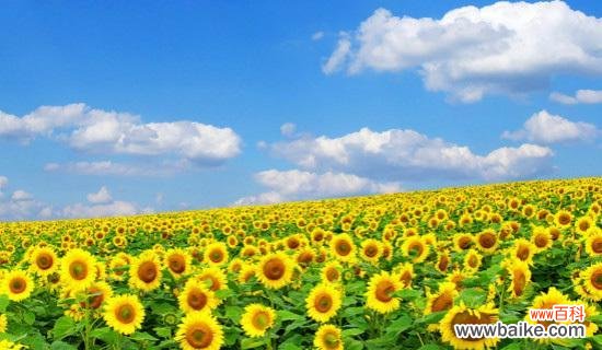 探寻向日葵的象征意义与文化内涵 向日葵的寓意——阳光、希望与坚强