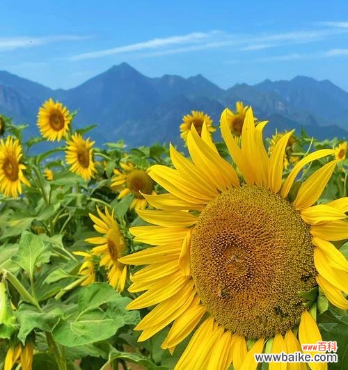 探寻向日葵的寓意与生命力 向日葵花语