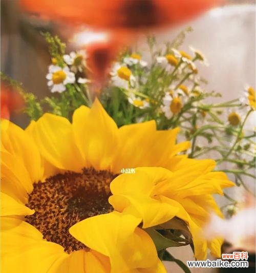 探寻向日葵的寓意与生命力 向日葵花语