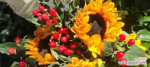 探寻向日葵在生活中的象征意义 向日葵的花语与寓意