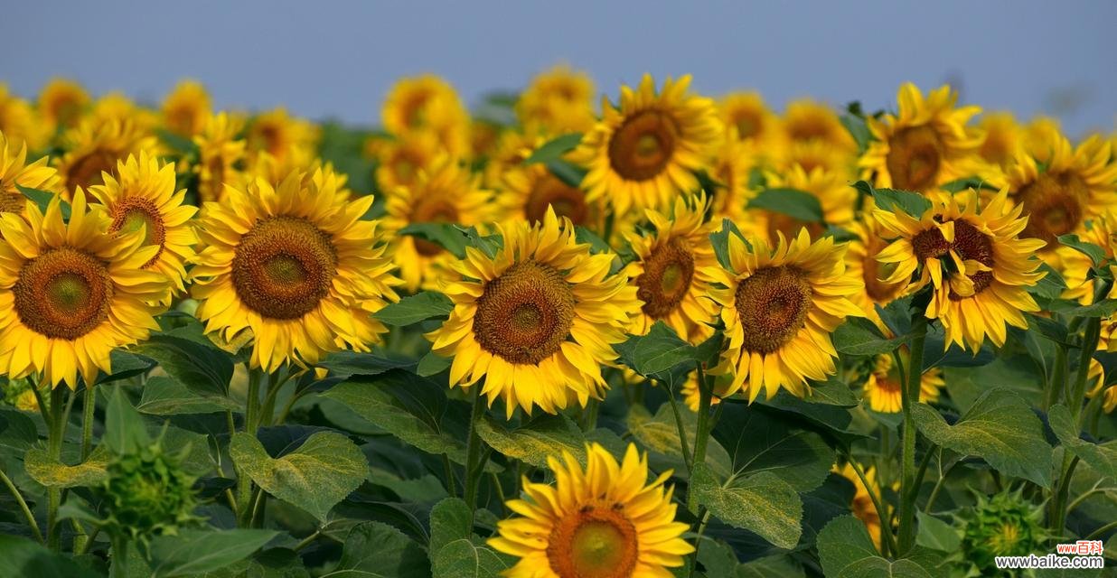 探寻向日葵在生活中的象征意义 向日葵的花语与寓意